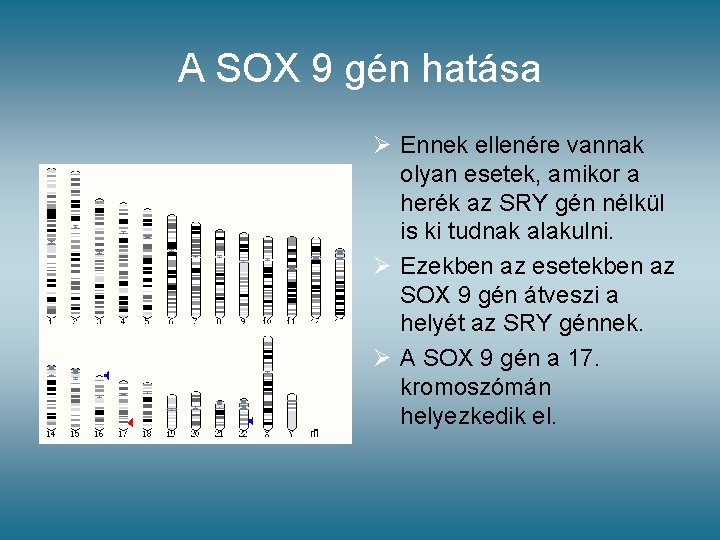A SOX 9 gén hatása Ø Ennek ellenére vannak olyan esetek, amikor a herék A SOX 9 gén hatása Ø Ennek ellenére vannak olyan esetek, amikor a herék