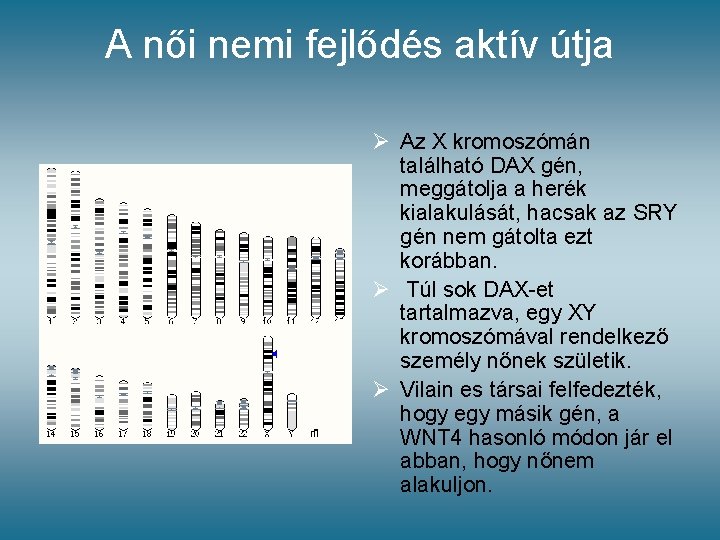 A női nemi fejlődés aktív útja Ø Az X kromoszómán található DAX gén, meggátolja A női nemi fejlődés aktív útja Ø Az X kromoszómán található DAX gén, meggátolja