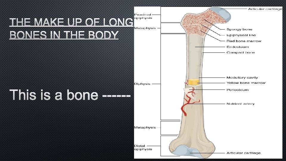 THE MAKE UP OF LONG BONES IN THE BODY THIS IS A BONE ------ THE MAKE UP OF LONG BONES IN THE BODY THIS IS A BONE ------