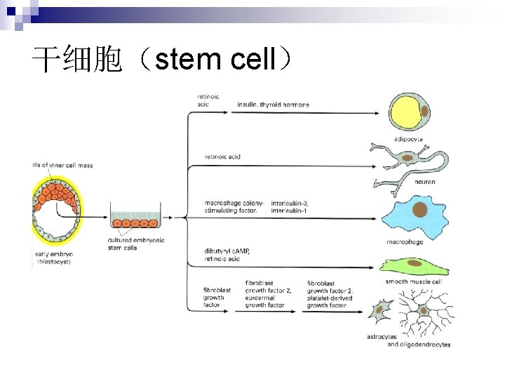 干细胞（stem cell） 