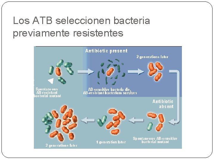Los ATB seleccionen bacteria previamente resistentes 