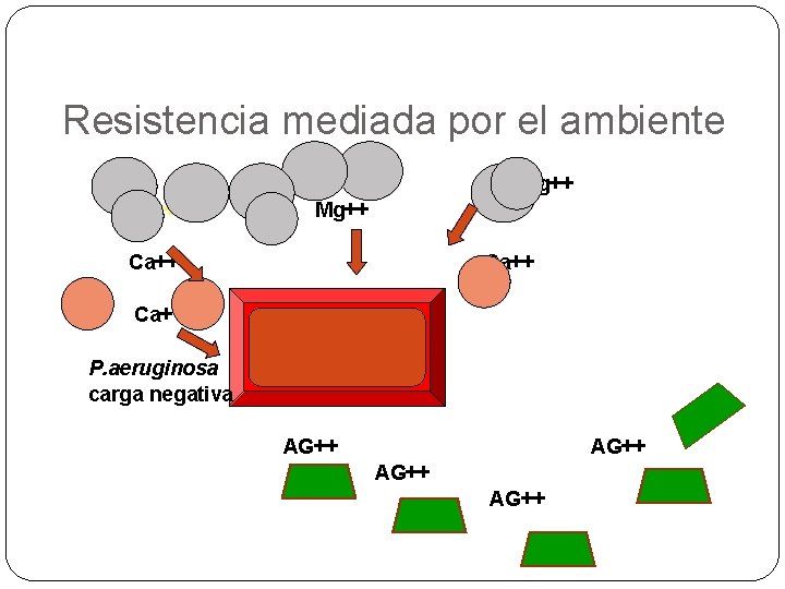 Resistencia mediada por el ambiente Mg++ Ca++ P. aeruginosa carga negativa AG++ 