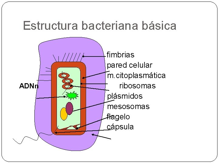 Estructura bacteriana básica ADNn fimbrias pared celular m. citoplasmática ribosomas plásmidos mesosomas flagelo cápsula