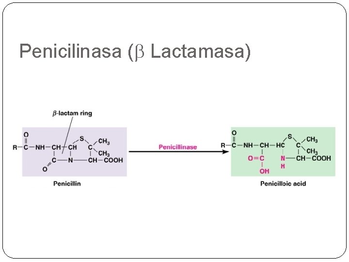 Penicilinasa (b Lactamasa) 