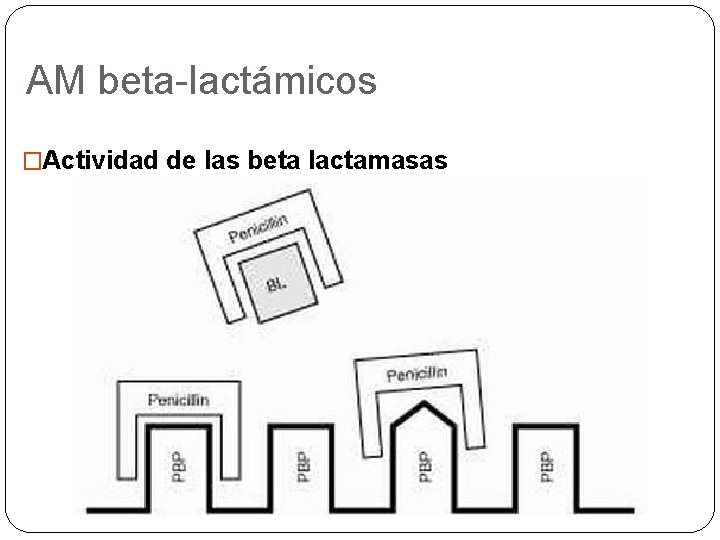 AM beta-lactámicos �Actividad de las beta lactamasas 