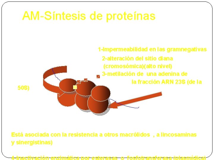 AM-Síntesis de proteínas Resistencia MASKLO 50 S) 1 -Impermeabilidad en las gramnegativas 2 -alteración