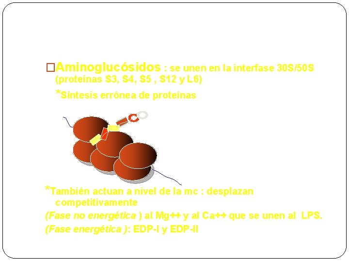 AM-Síntesis de proteínas �Aminoglucósidos : se unen en la interfase 30 S/50 S (proteínas
