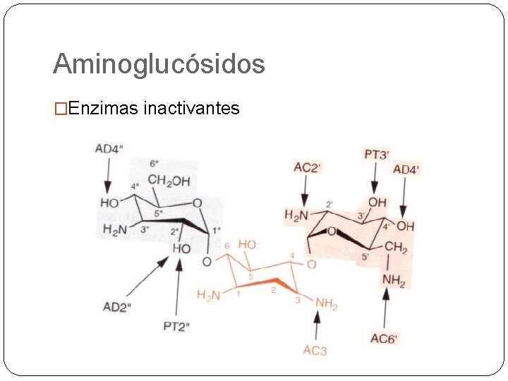 Aminoglucósidos �Enzimas inactivantes 