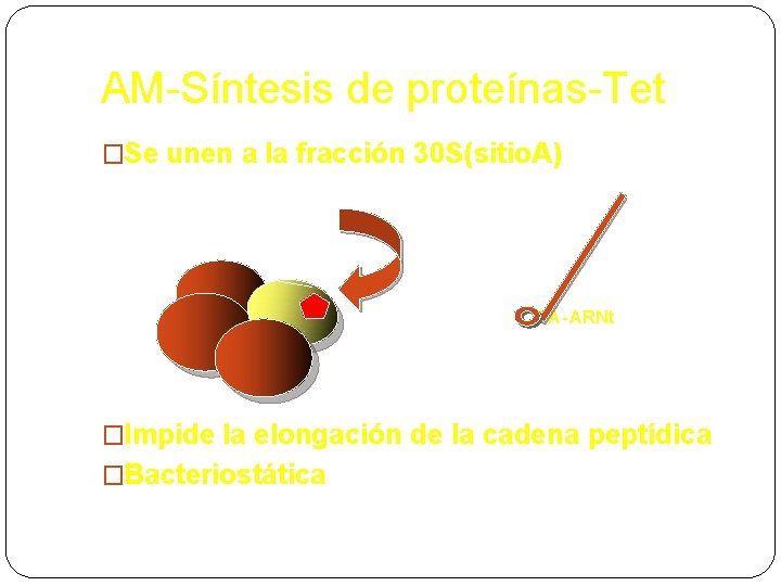 AM-Síntesis de proteínas-Tet �Se unen a la fracción 30 S(sitio. A) AA-ARNt �Impide la