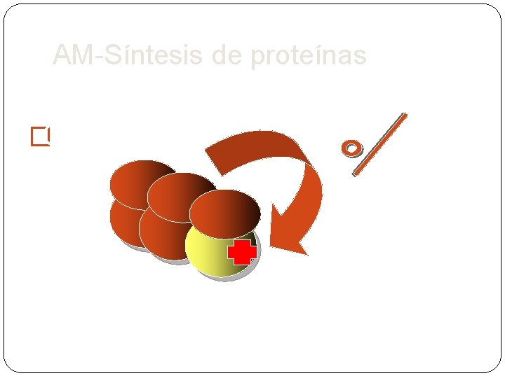 AM-Síntesis de proteínas �Cloranfenicol AA- ARNt impide la unión del AA- ARNt (reversible) 