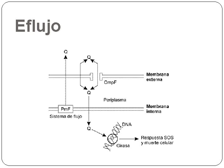 Eflujo 