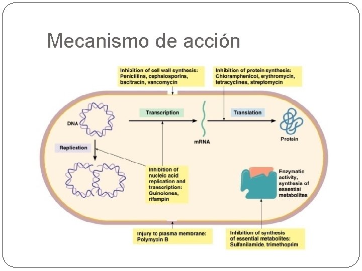 Mecanismo de acción 