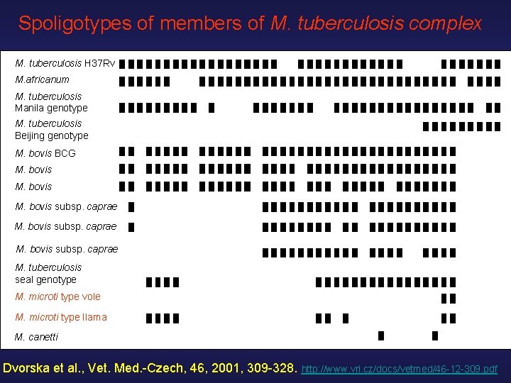 Spoligotypes of members of M. tuberculosis complex M. tuberculosis H 37 Rv M. africanum Spoligotypes of members of M. tuberculosis complex M. tuberculosis H 37 Rv M. africanum