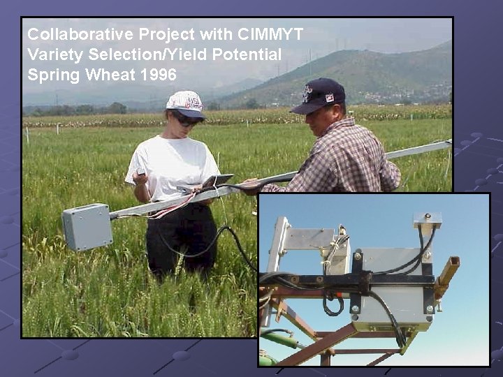 Collaborative Project with CIMMYT Variety Selection/Yield Potential Spring Wheat 1996 