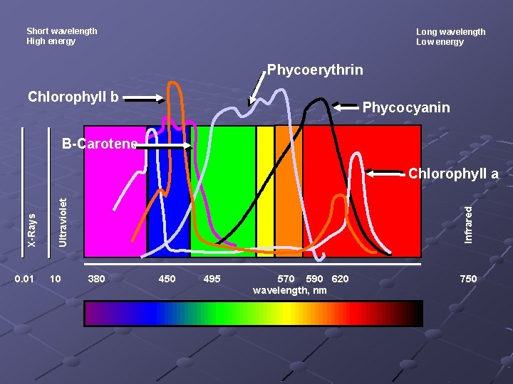 Short wavelength High energy Long wavelength Low energy Phycoerythrin Chlorophyll b Phycocyanin B-Carotene 0.
