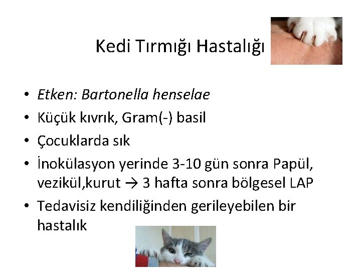 Kedi Tırmığı Hastalığı Etken: Bartonella henselae Küçük kıvrık, Gram(-) basil Çocuklarda sık İnokülasyon yerinde