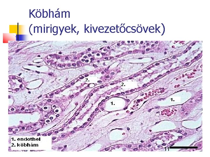 Köbhám (mirigyek, kivezetőcsövek) 11 