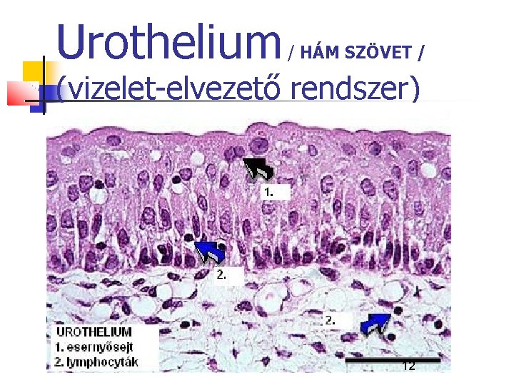 Urothelium / HÁM SZÖVET / (vizelet-elvezető rendszer) 12 