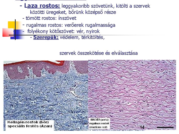 - Laza rostos: leggyakoribb szövetünk, kitölti a szervek közötti üregeket, bőrünk középső része -