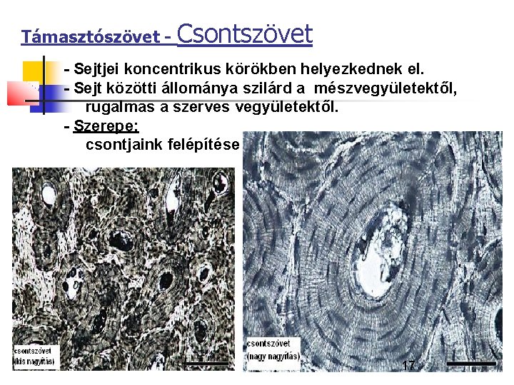 Támasztószövet - Csontszövet - Sejtjei koncentrikus körökben helyezkednek el. - Sejt közötti állománya szilárd