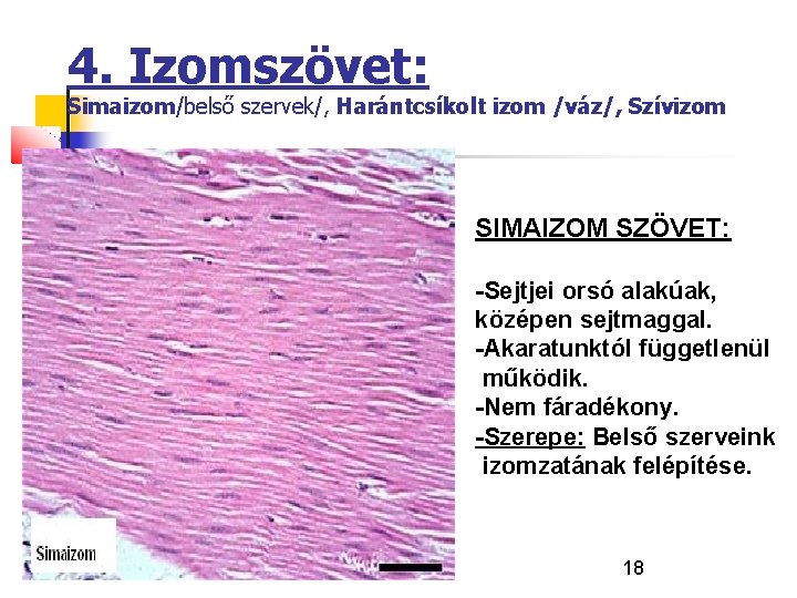 4. Izomszövet: Simaizom/belső szervek/, Harántcsíkolt izom /váz/, Szívizom SIMAIZOM SZÖVET: -Sejtjei orsó alakúak, középen