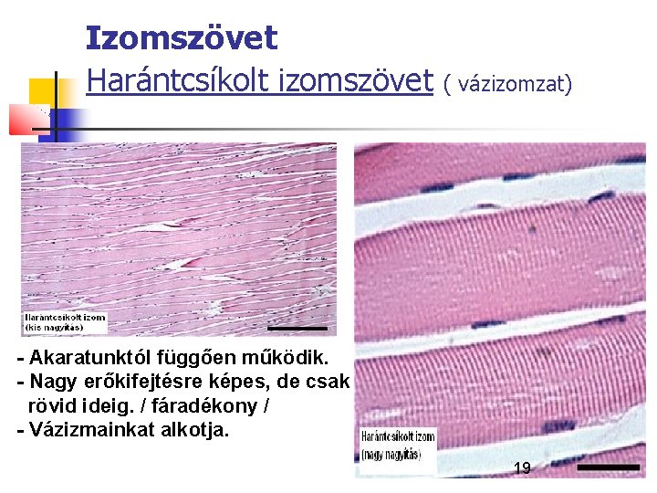 Izomszövet Harántcsíkolt izomszövet ( vázizomzat) - Akaratunktól függően működik. - Nagy erőkifejtésre képes, de