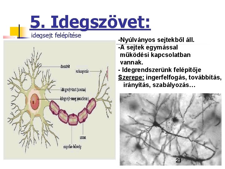 5. Idegszövet: idegsejt felépítése -Nyúlványos sejtekből áll. -A sejtek egymással működési kapcsolatban vannak. -