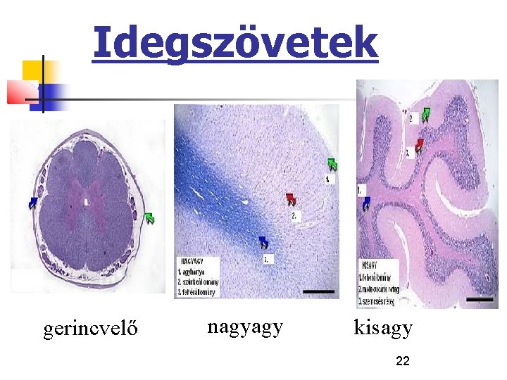 Idegszövetek gerincvelő nagyagy kisagy 22 