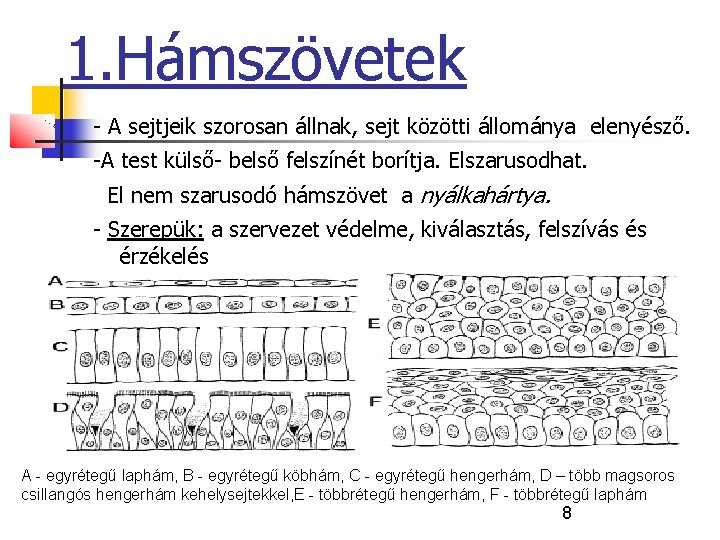 1. Hámszövetek - A sejtjeik szorosan állnak, sejt közötti állománya elenyésző. -A test külső-