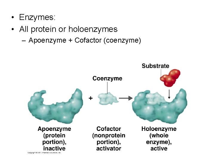  • Enzymes: • All protein or holoenzymes – Apoenzyme + Cofactor (coenzyme) 