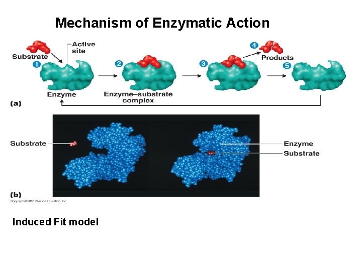 Mechanism of Enzymatic Action Induced Fit model 