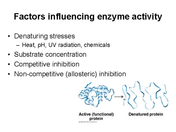 Factors influencing enzyme activity • Denaturing stresses – Heat, p. H, UV radiation, chemicals