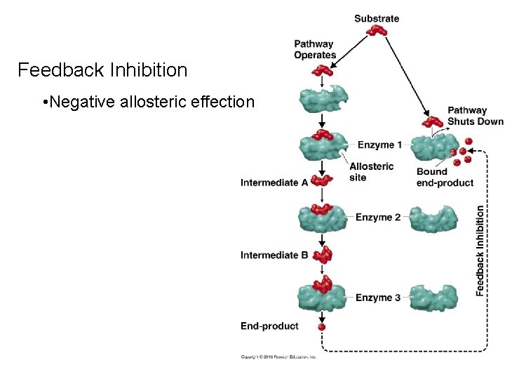 Feedback Inhibition • Negative allosteric effection 