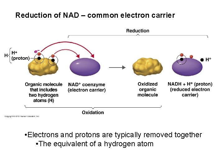 Reduction of NAD – common electron carrier • Electrons and protons are typically removed