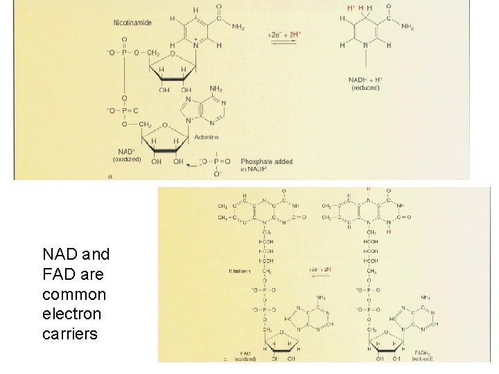 NAD and FAD are common electron carriers 