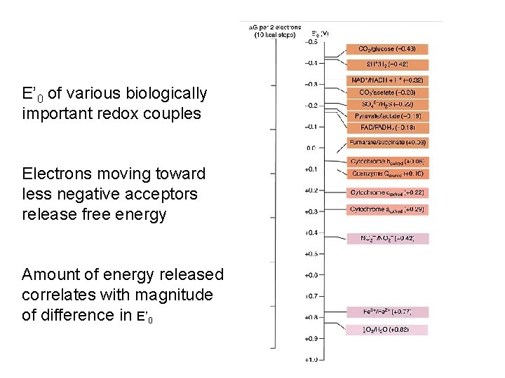 E’ 0 of various biologically important redox couples Electrons moving toward less negative acceptors