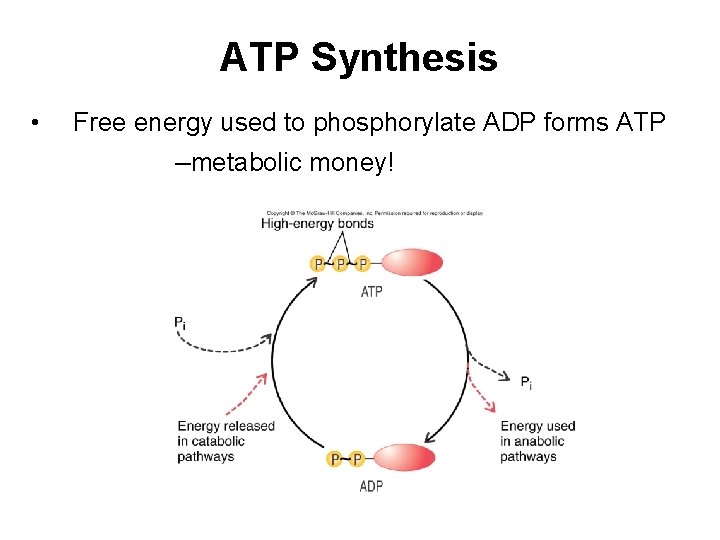 ATP Synthesis • Free energy used to phosphorylate ADP forms ATP –metabolic money! 