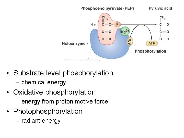  • Substrate level phosphorylation – chemical energy • Oxidative phosphorylation – energy from