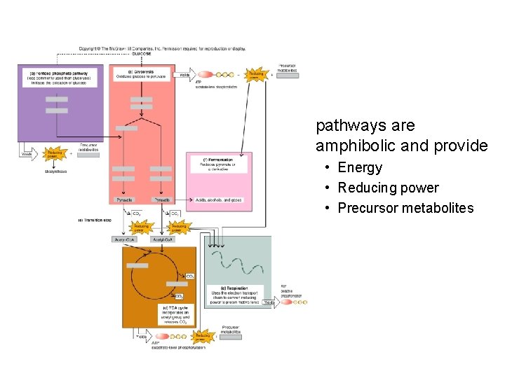 pathways are amphibolic and provide • Energy • Reducing power • Precursor metabolites 