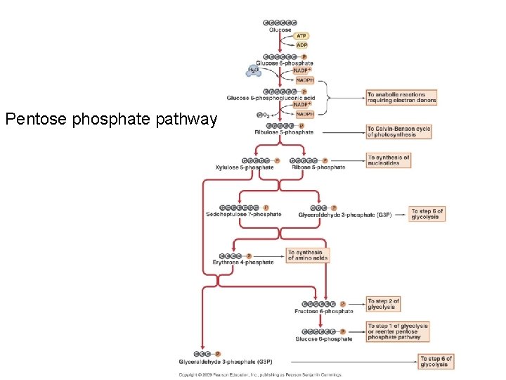 Pentose phosphate pathway 