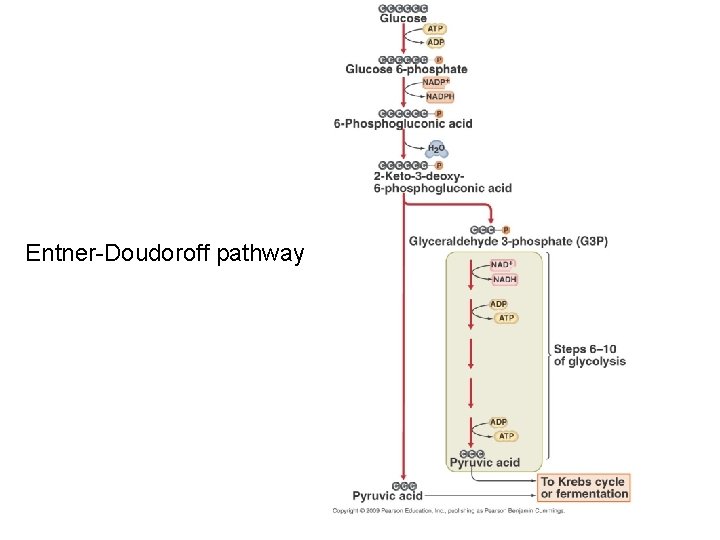 Entner-Doudoroff pathway 