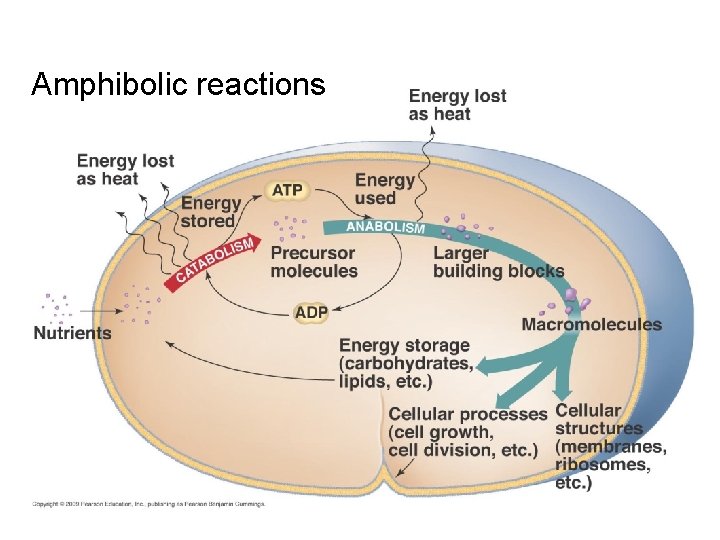 Amphibolic reactions 