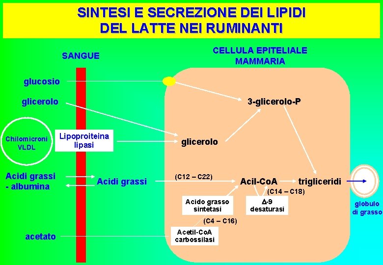 SINTESI E SECREZIONE DEI LIPIDI DEL LATTE NEI RUMINANTI CELLULA EPITELIALE MAMMARIA SANGUE glucosio