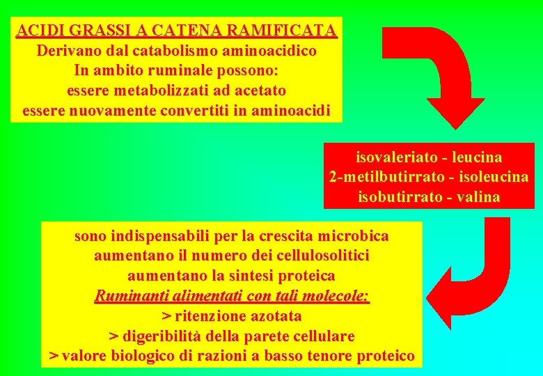 ACIDI GRASSI A CATENA RAMIFICATA Derivano dal catabolismo aminoacidico In ambito ruminale possono: essere