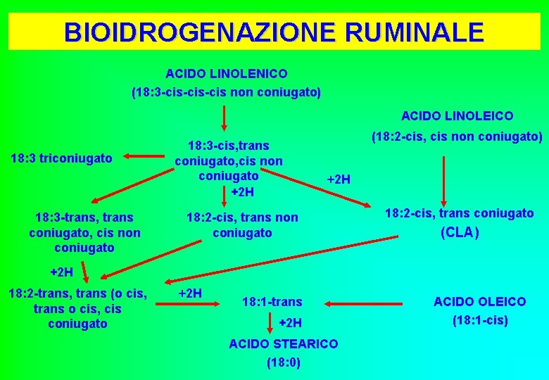 BIOIDROGENAZIONE RUMINALE ACIDO LINOLENICO (18: 3 -cis-cis non coniugato) ACIDO LINOLEICO 18: 3 triconiugato