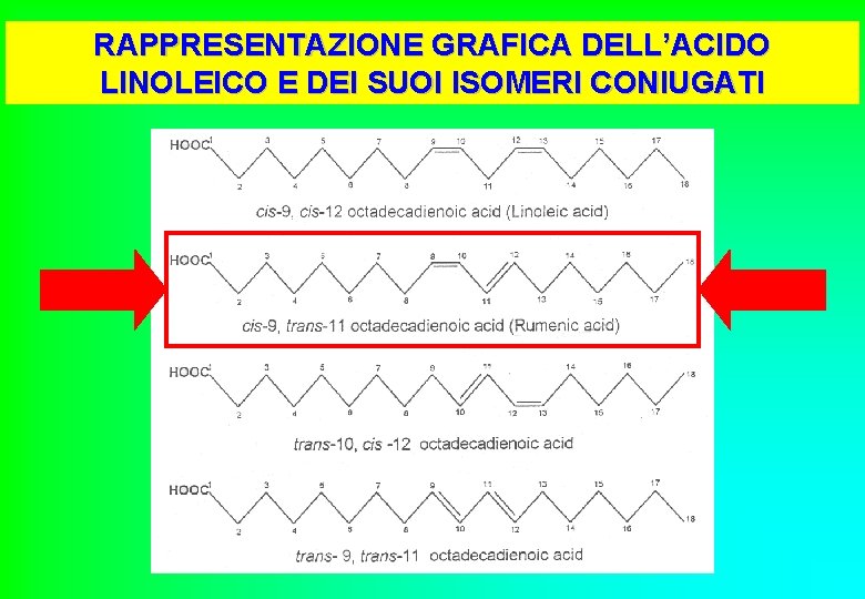 RAPPRESENTAZIONE GRAFICA DELL’ACIDO LINOLEICO E DEI SUOI ISOMERI CONIUGATI 