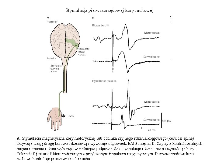 Stymulacja pierwszorzędowej kory ruchowej A. Stymulacja magnetyczna kory motorycznej lub odcinka szyjnego rdzenia kręgowego