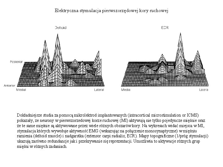 Elektryczna stymulacja pierwszorzędowej kory ruchowej Dokładniejsze studia za pomocą mikrolektrod implantowanych (intracortical microstimulation or