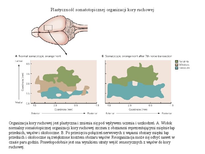 Plastyczność somatotopicznej organizacji kory ruchowej Organizacja kory ruchowej jest plastyczna i zmienia się pod