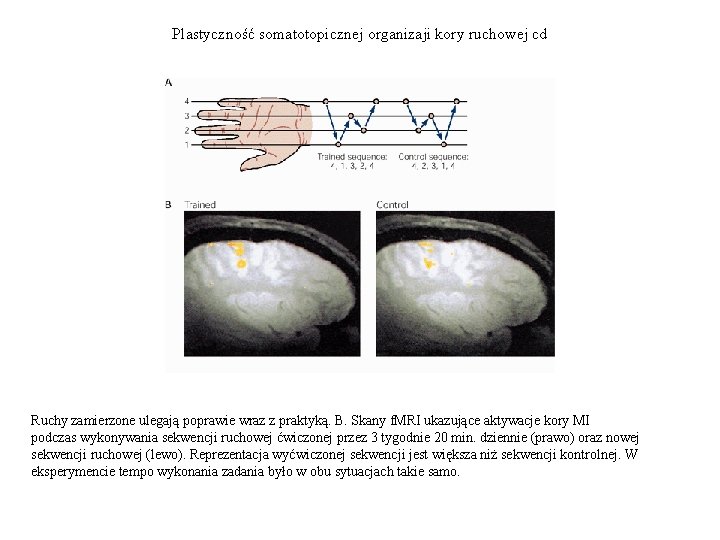 Plastyczność somatotopicznej organizaji kory ruchowej cd Ruchy zamierzone ulegają poprawie wraz z praktyką. B.